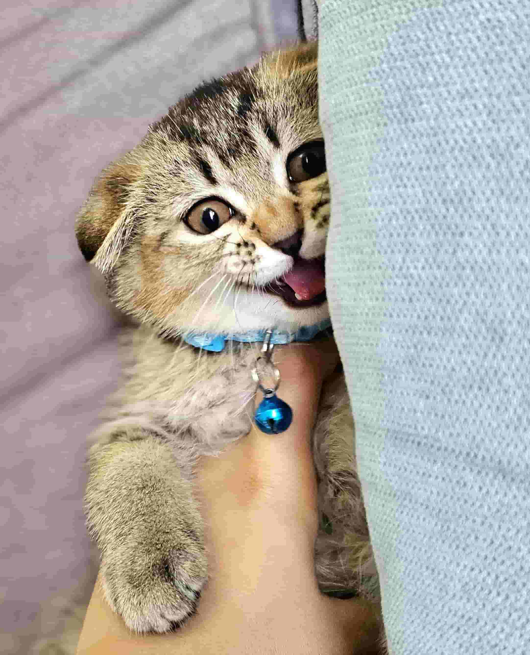 Scotchfold cat