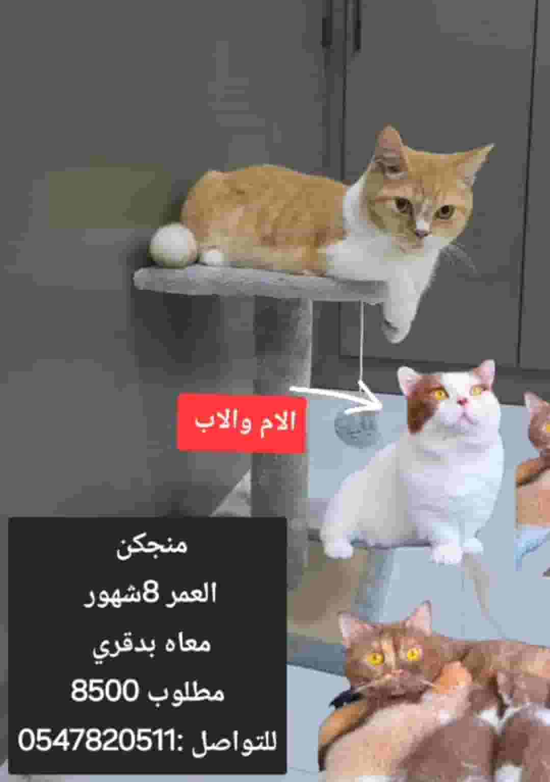 Your cat is an excellent level