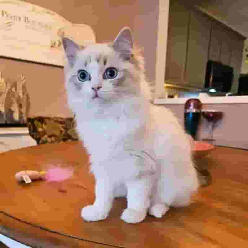 Ragdoll kittens
