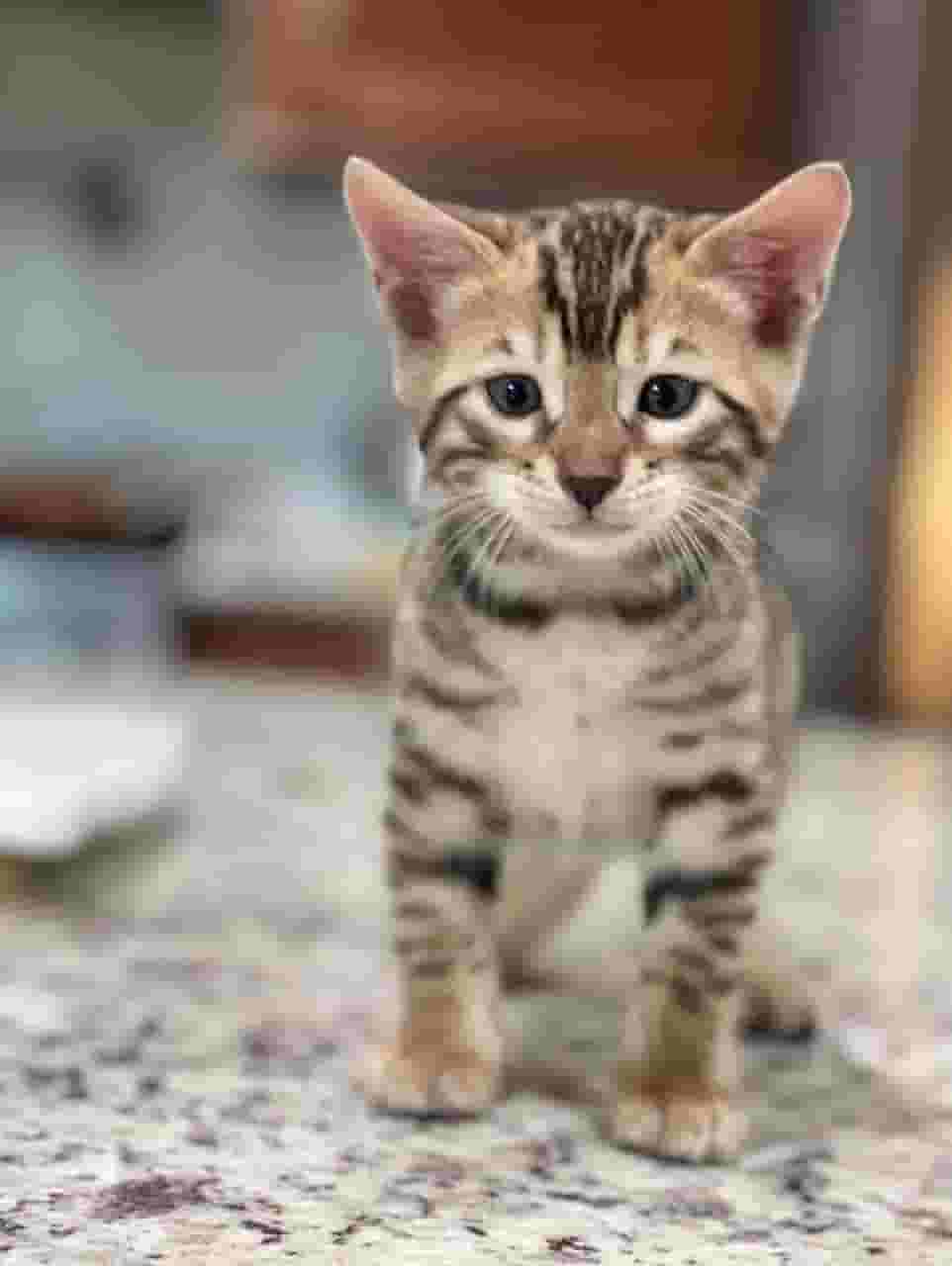 Bengal kittens
