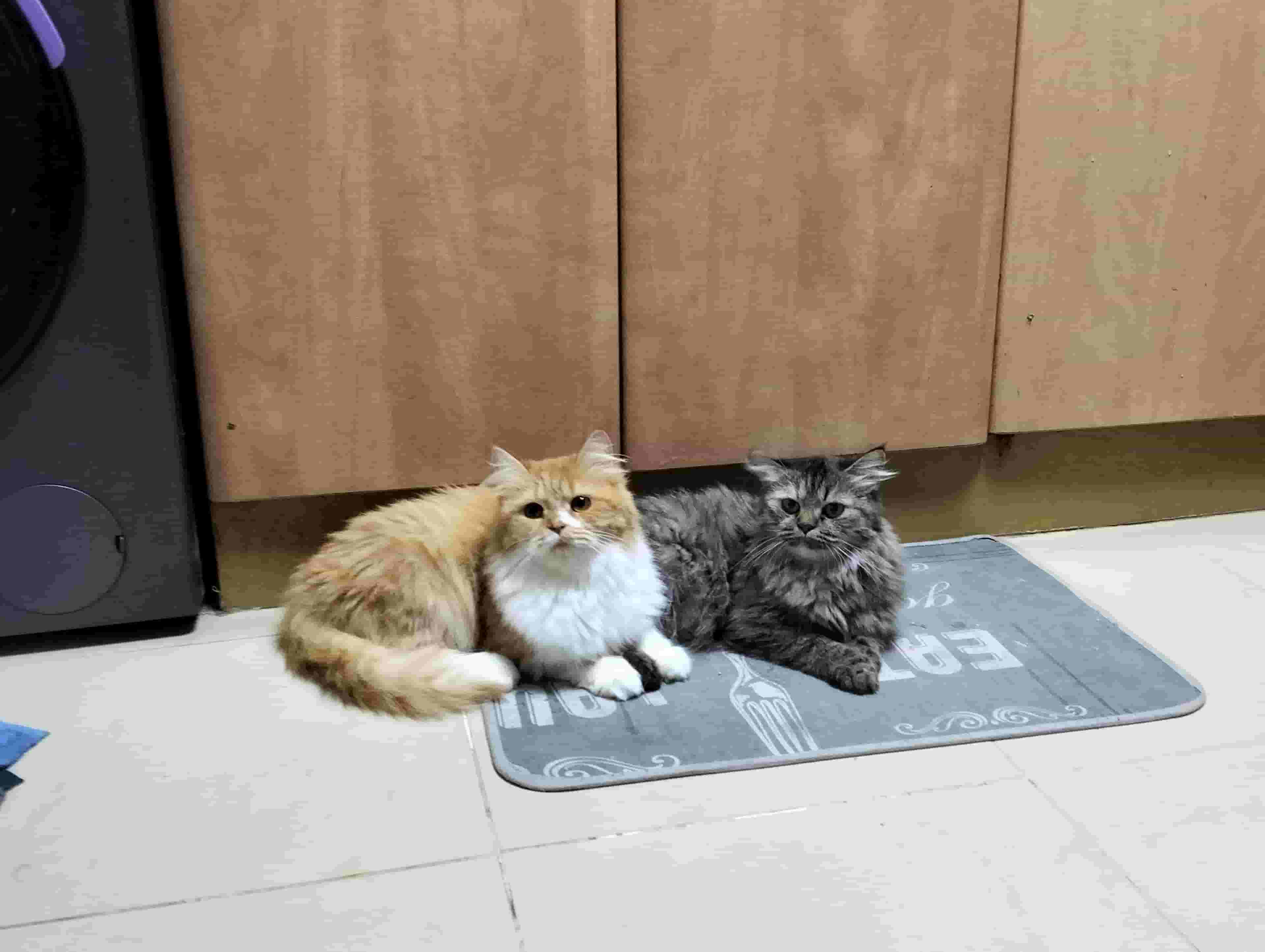 2 female For Sale