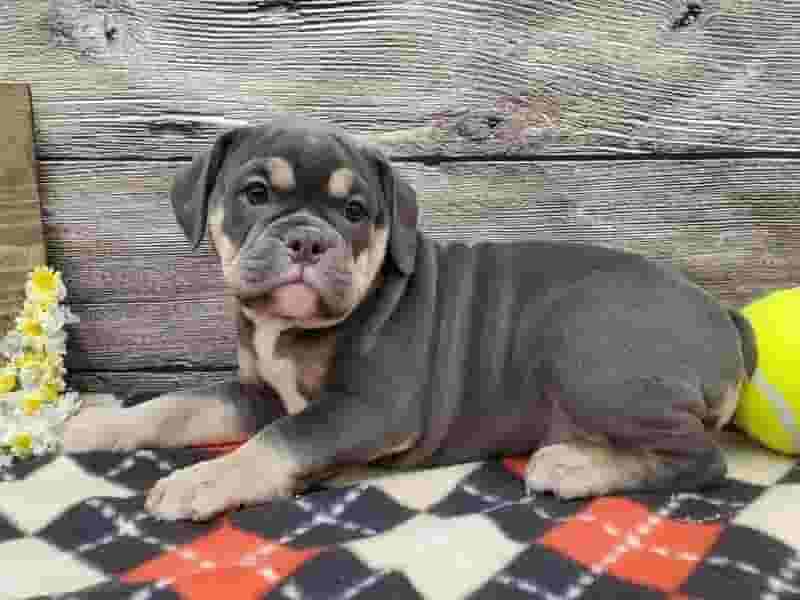 كلاب جميلة ومدربة جيدًا للبيع