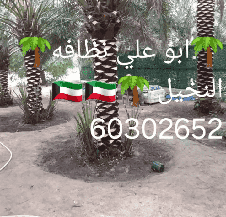 Abu Ali clean the palm 