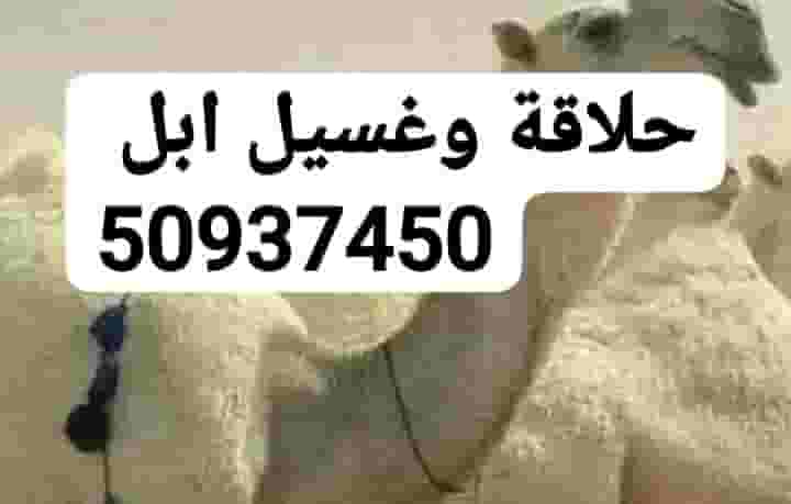 حلاقة وغسيل ابل كل مناطق الكويت