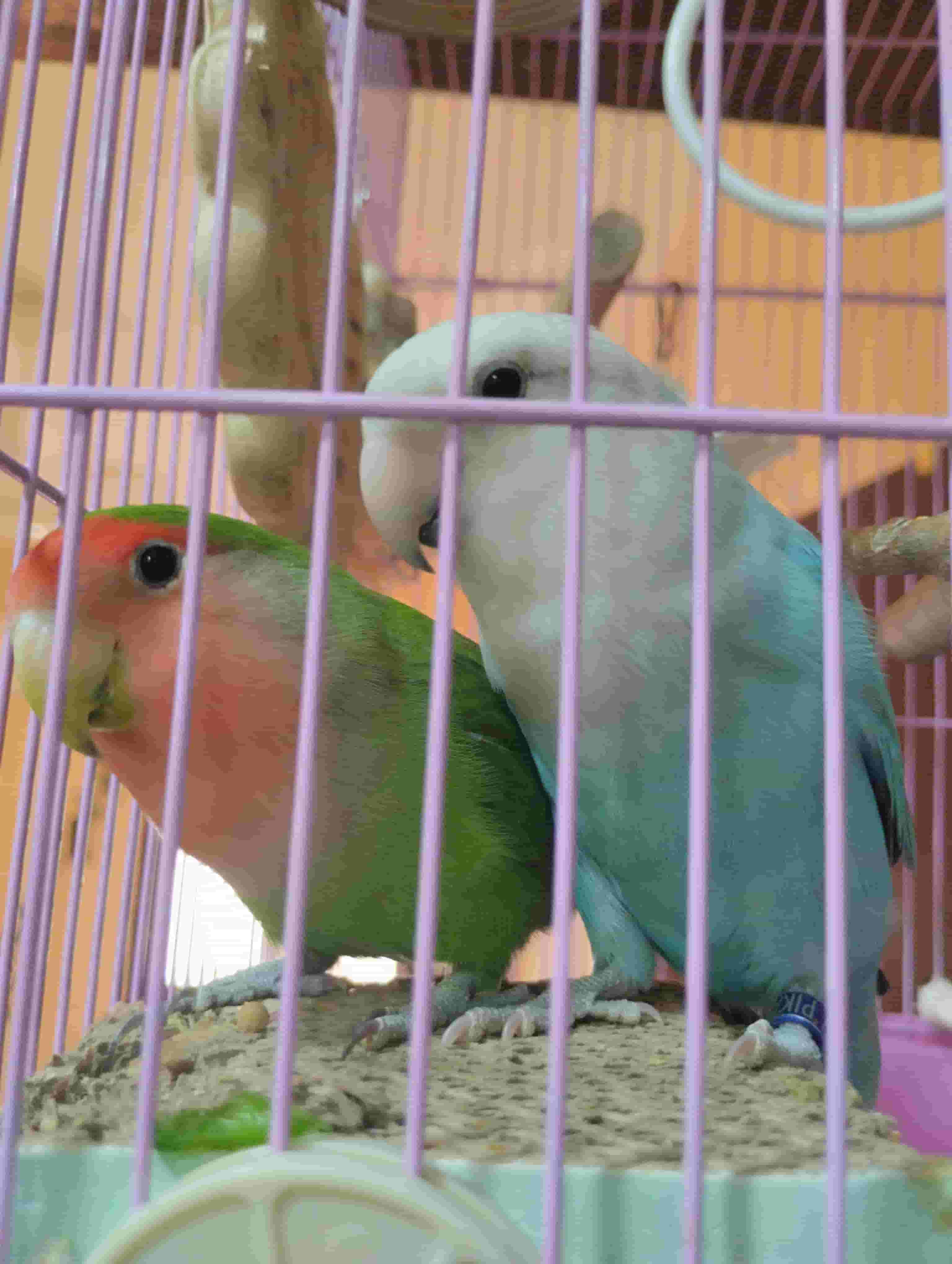 استضافة الحيوانات الأليفة في عجمان