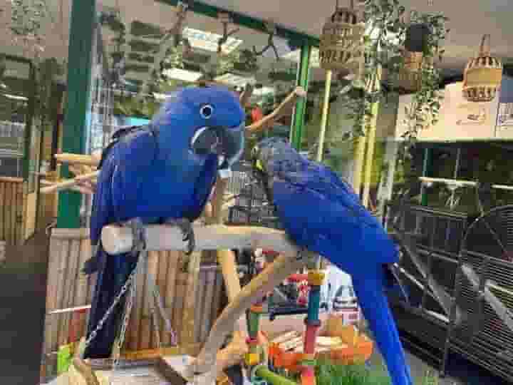 Hyacinth Macaw parrots