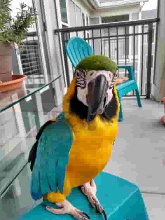 Blue and Yellow Macaw parrots