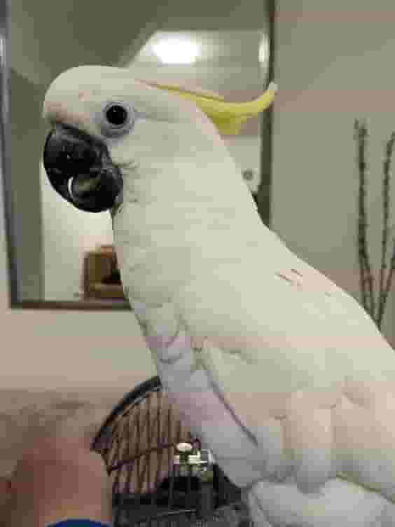 Umbrella Cockatoo parrot