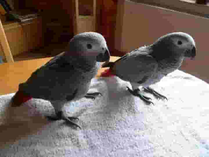 Talking African Grey parrots
