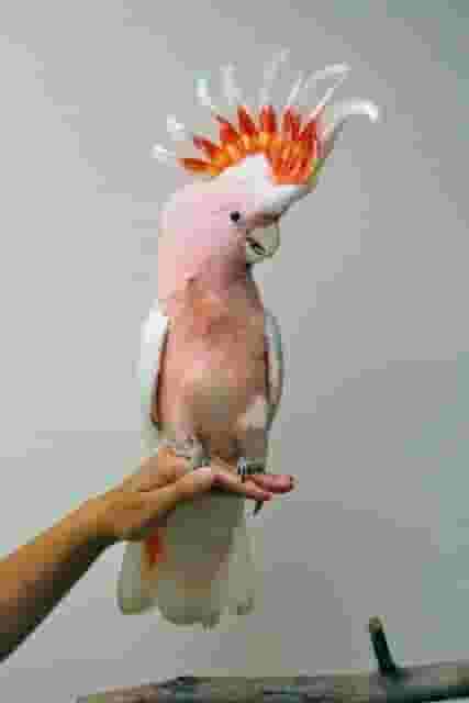 Pink Umbrella Cockatoo parrot