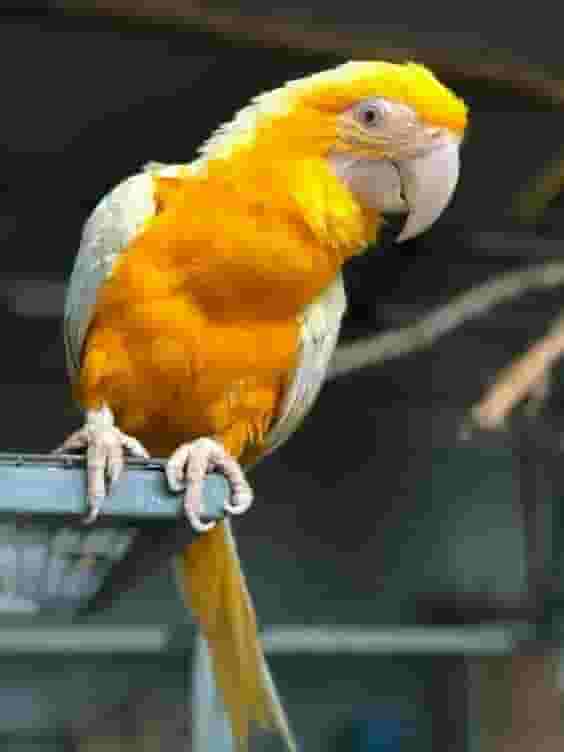 Adorable Lutino Macaw parrots