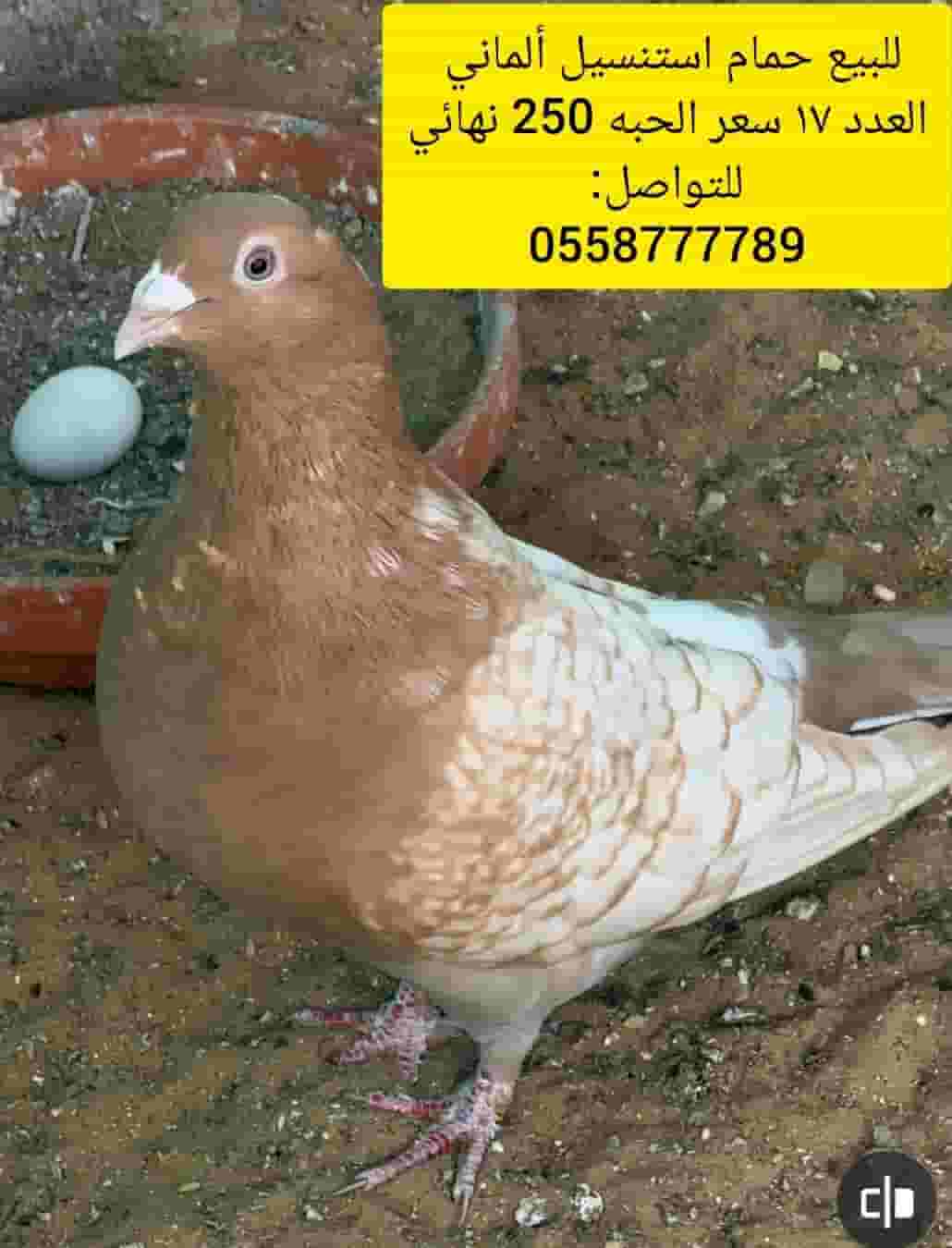 For sale, Zajel for sale, a stainless bathroom