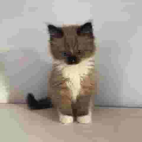 قطة راغدول ذكر رائعة تم فحصها بالكامل للتبني فقط