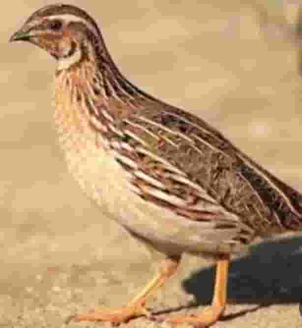 Quail birds of all types and sizes
