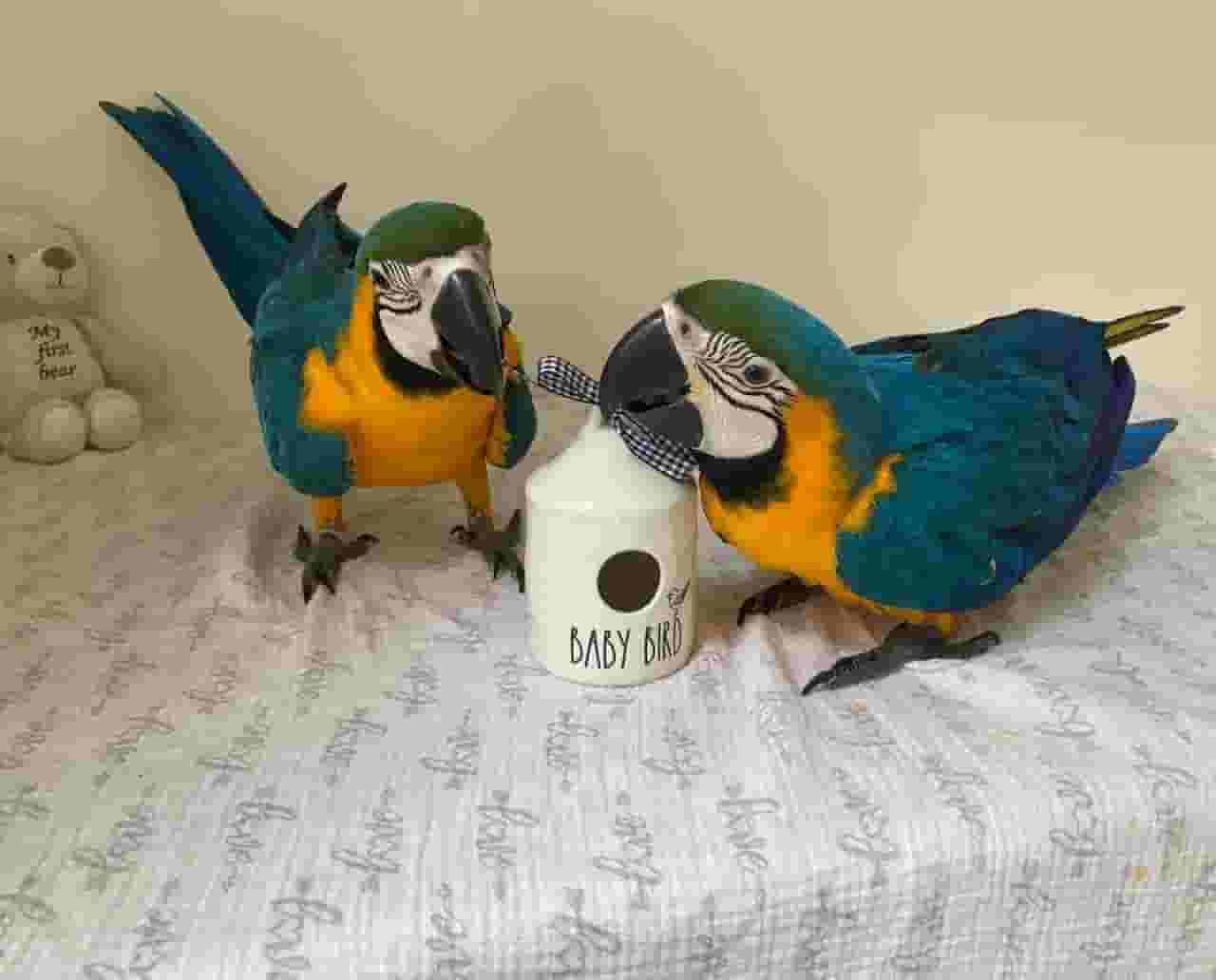 healthy Male and Female Macaw Parrots Available