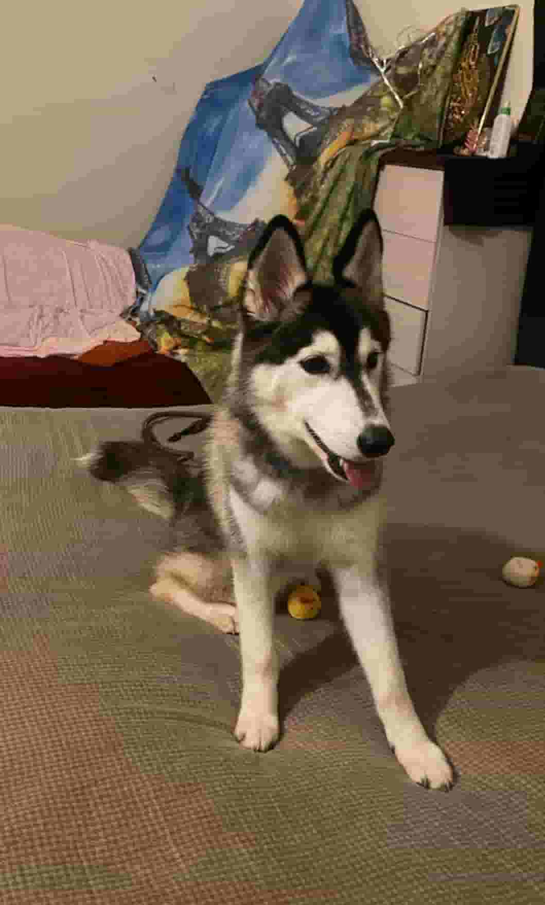 Husky dog for sale 6 months old