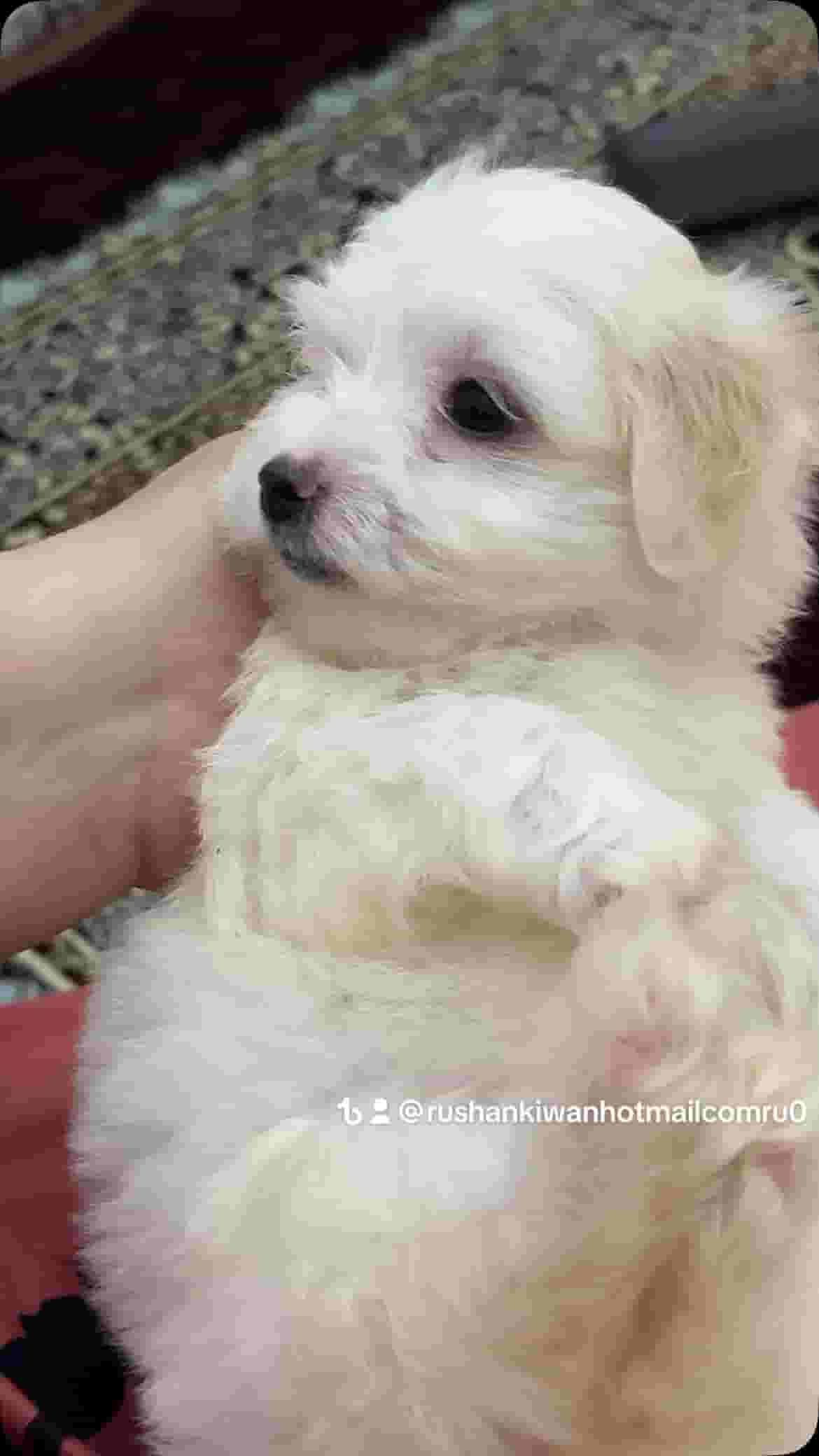 Maltese dog for sale