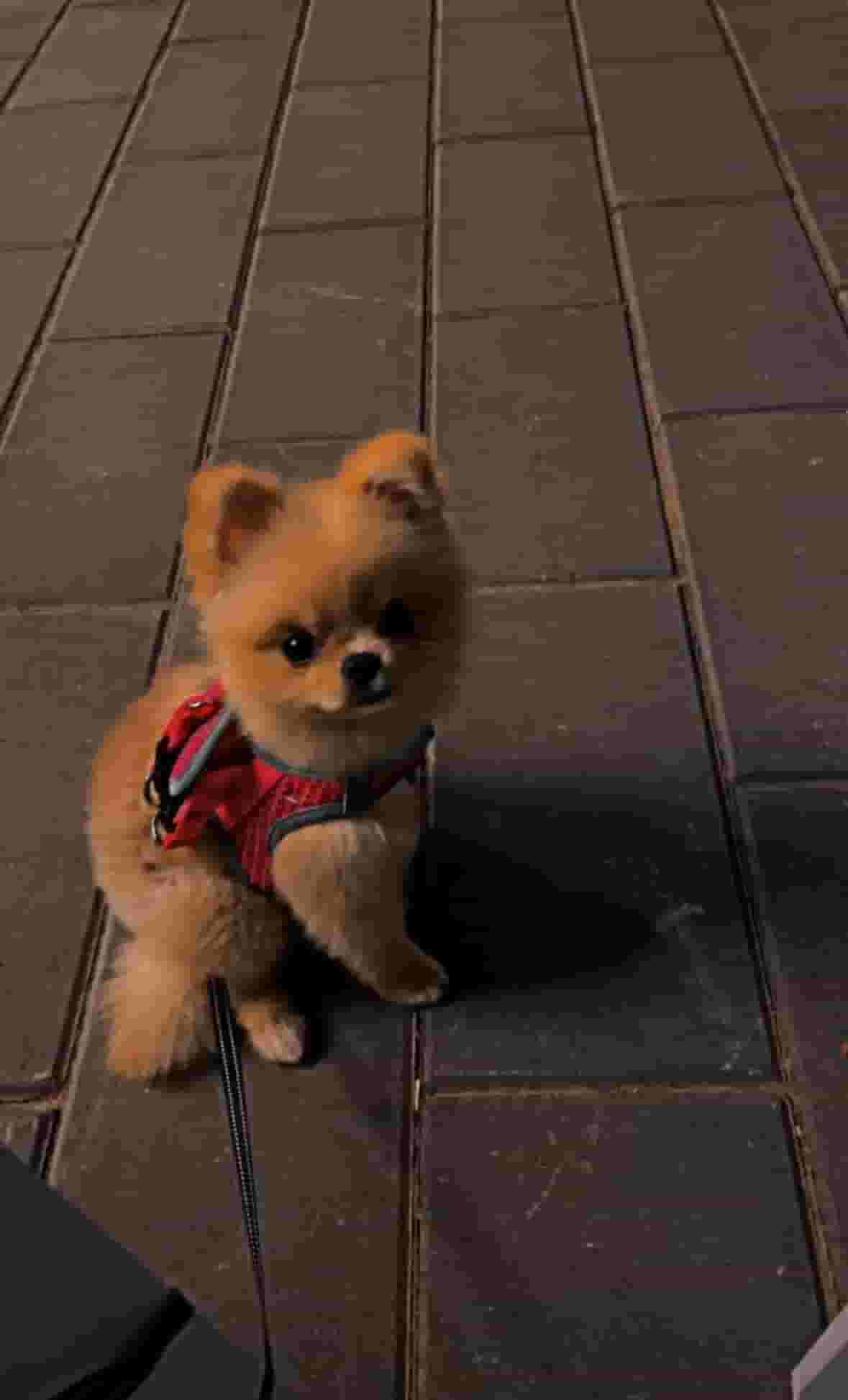 Pomeranian super mini female  