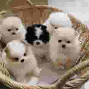 Pomeranian puppies