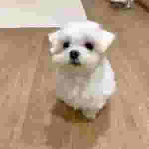 Maltese puppy