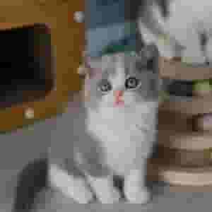 القطط البريطانية ذات الشعر القصير