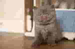 القطط الفارسية