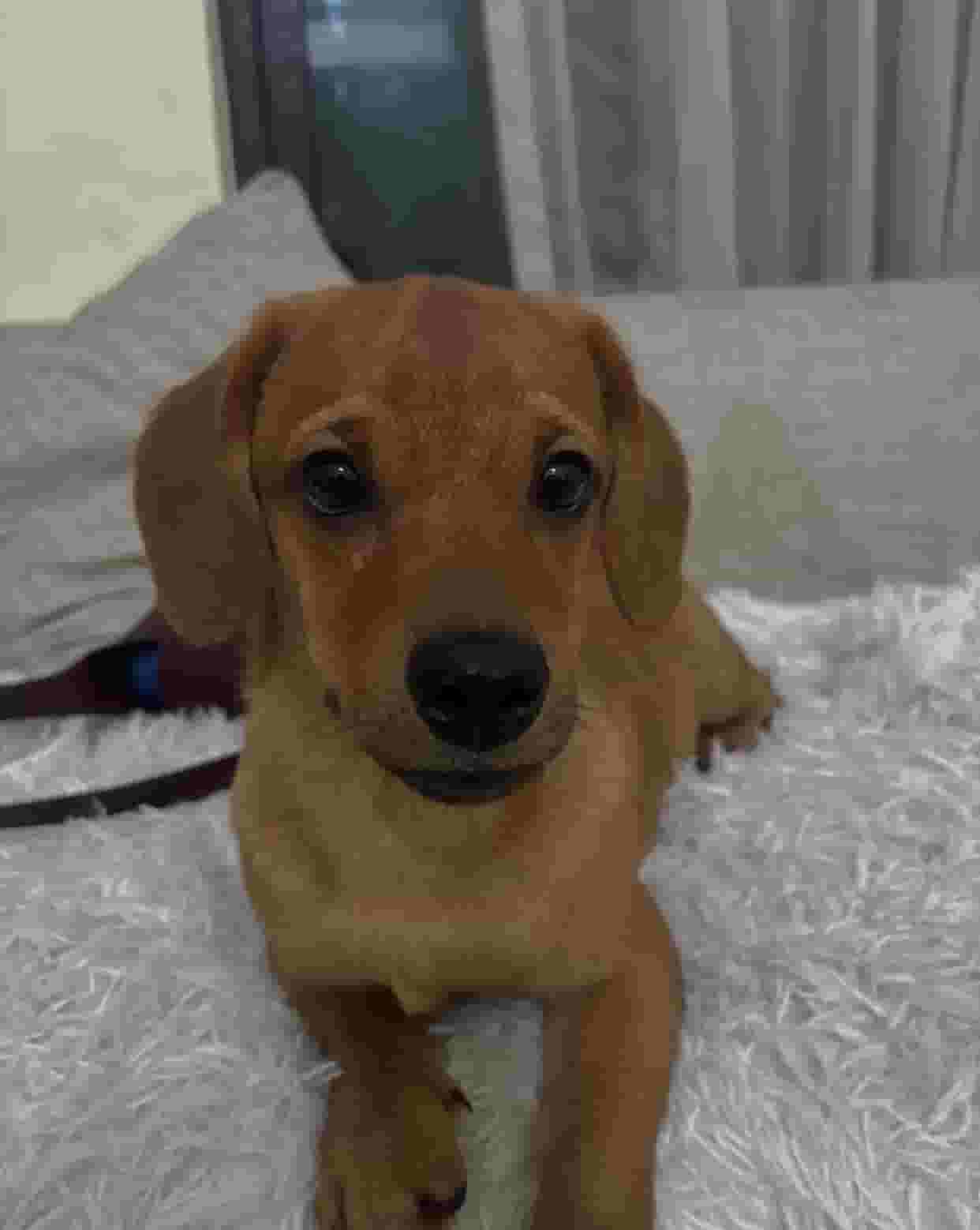 كلب داشهند مكس مالتيز