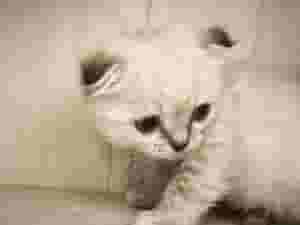 قطة كوتيش فولد للبيع - عمرها شهرين