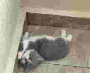 القطط البريطانية ذات الشعر القصير