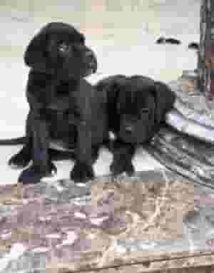 كين كورسو جراء ذكر وانثى