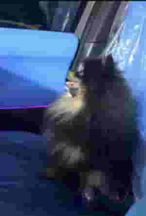 كلب للبيع ذكر بومرينيان