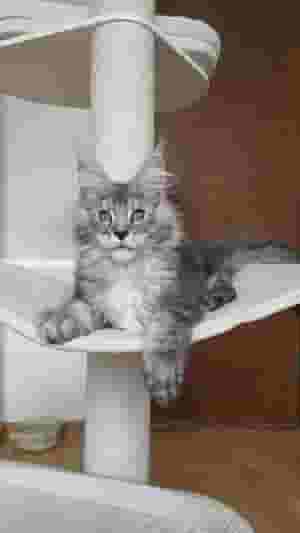 MAINECOON KITTENS FOR ADOPTION