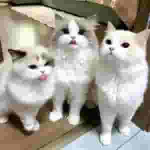 RAGDOLL KITTENS FOR ADOPTION