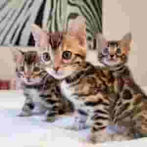 Bengal kittens