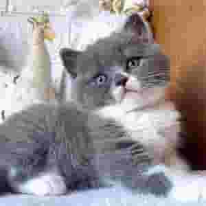 British shorthair kittens for re-homing