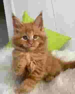 Maine Coon Kittens available