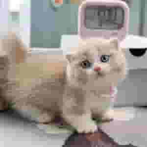 Vaccinated British Shorthair kittens