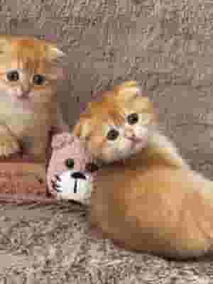 ذكور وإناث القطط البريطانية قصيرة الشعر