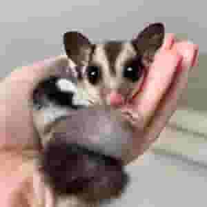 Sugar glider