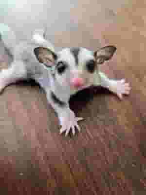 Cute Sugar Glider ready for sale