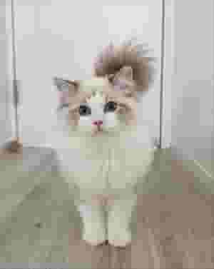 Purebred Ragdoll - أنثى | صحية وحنونة وجاهزة لمنزل محب