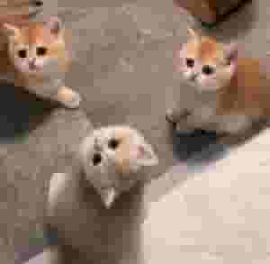 ذكور وإناث قطط بريطانية قصيرة الشعر