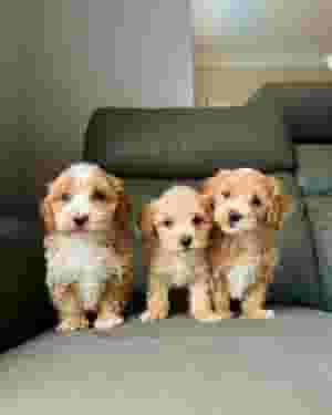 Poodle puppies