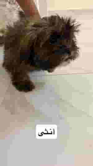 Mix Shitzo and Maltese for sale - Abu Dhabi