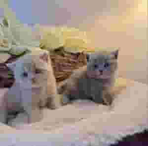 Male and female British shorthair kittens