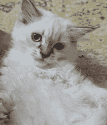 For adoption, small English kittens are 3 months old