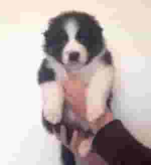 AUSTRALIAN SHEPHERD PUPPIES