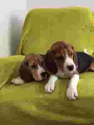 LOVELY BEAGLE PUPPIES