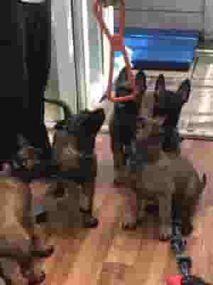 Belgian malinois puppies