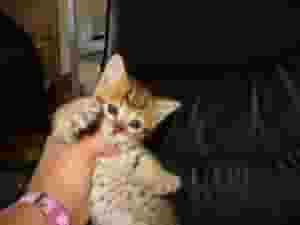 BENGAL KITTENS AVAILABLE